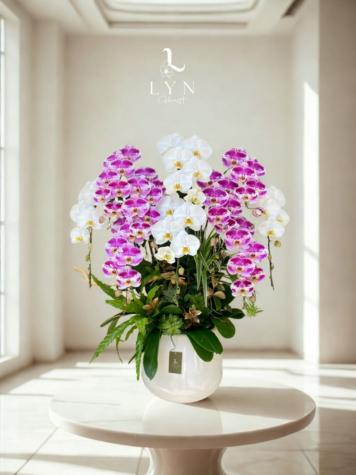 Chậu Hoa Lan Hồ Điệp Trắng Phối Hồng Đột Biến